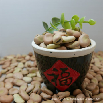 High quality broad beans / faba beans / fava beans for canning food